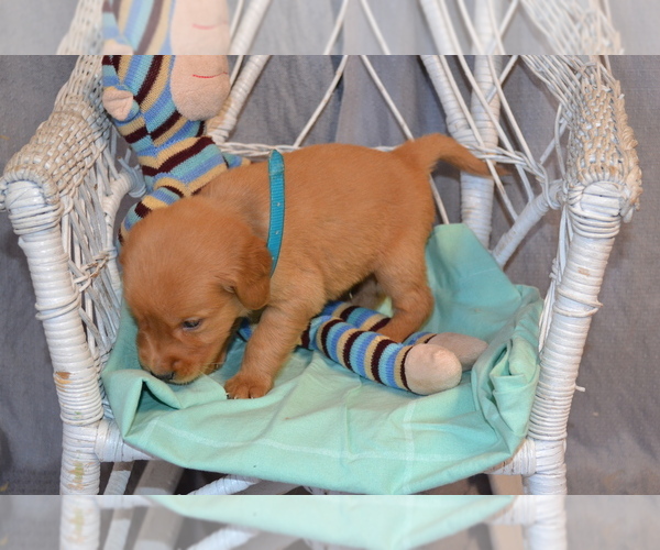 Medium Photo #4 Golden Retriever Puppy For Sale in OWEN, WI, USA