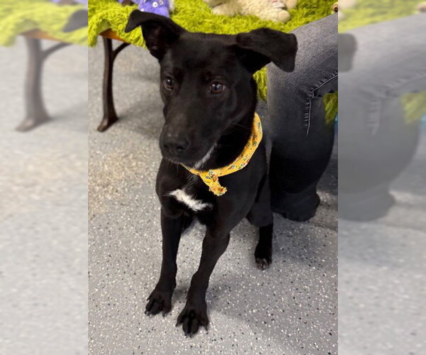 Medium Photo #1 Labrador Retriever-Unknown Mix Puppy For Sale in Warrenton, VA, USA