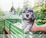 Small #2 Bernedoodle (Miniature)