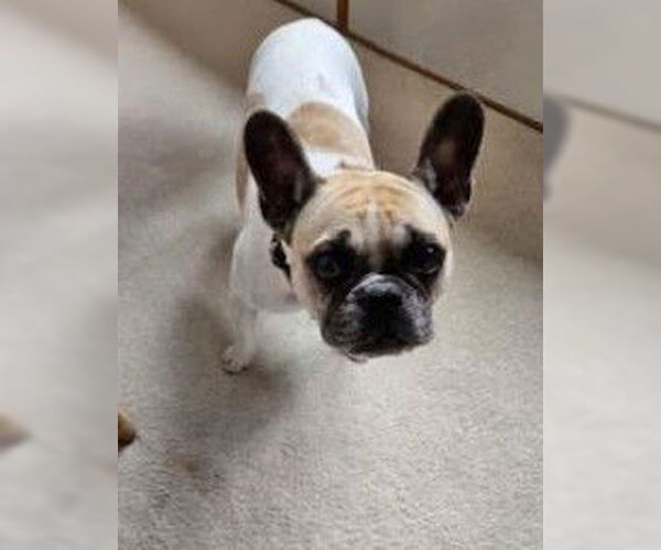 Medium Photo #5 Faux Frenchbo Bulldog Puppy For Sale in San Diego, CA, USA