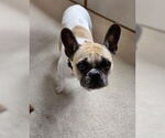 Small #4 Faux Frenchbo Bulldog