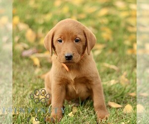 Labrador Retriever Puppy for sale in COATESVILLE, PA, USA