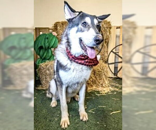 Medium Photo #3 Siberian Husky-Unknown Mix Puppy For Sale in Houston, TX, USA