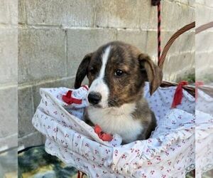 Pembroke Welsh Corgi Puppy for sale in ROCKVILLE, IN, USA