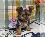 Puppy Teeny Paris Shorkie Tzu