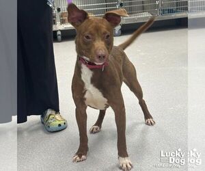 Dachshund-Labrador Retriever Mix Dogs for adoption in Washington, DC, USA