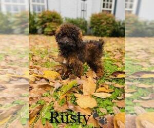 Cavapoo Puppy for sale in ALGOOD, TN, USA