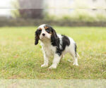 Small Photo #4 Cavalier King Charles Spaniel Puppy For Sale in WARSAW, IN, USA