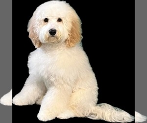 Father of the Australian Labradoodle puppies born on 03/10/2025