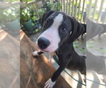 Small #2 American Staffordshire Terrier-Great Dane Mix
