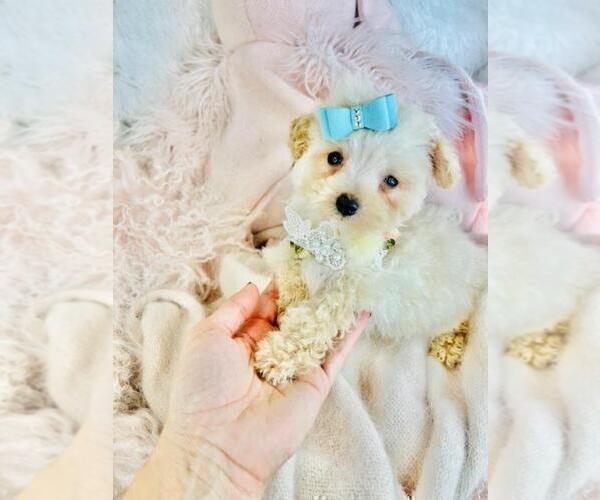 Medium Photo #29 Pomeranian Puppy For Sale in ALPHARETTA, GA, USA