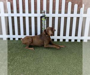 Doberman Pinscher Dogs for adoption in Modesto, CA, USA