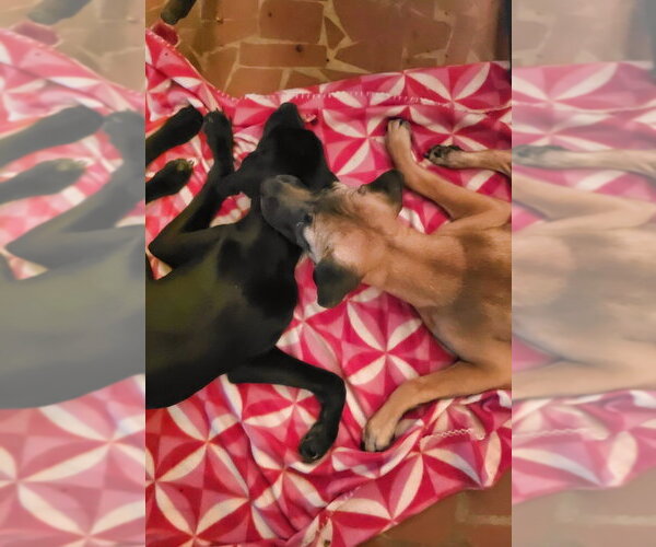 Medium Photo #2 American Pit Bull Terrier-Bulldog Mix Puppy For Sale in Raleigh, NC, USA