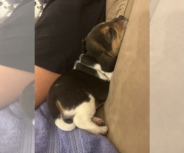 Medium Photo #10 Beagle Puppy For Sale in MCPHERSON, KS, USA