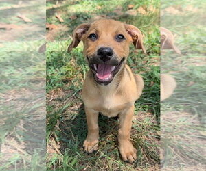Mutt Dogs for adoption in Green Forest, AR, USA
