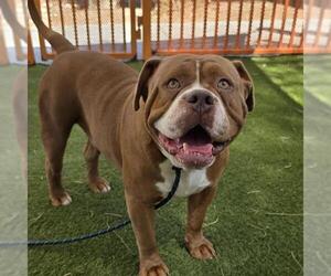 American Bulldog-Unknown Mix Dogs for adoption in Las Vegas, NV, USA