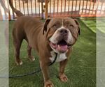 Small American Bulldog Mix