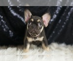 Small French Bulldog