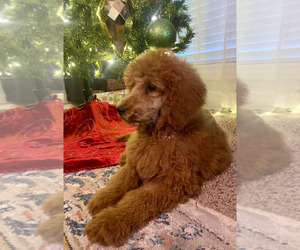 Poodle (Standard) Puppy for sale in BROKEN ARROW, OK, USA