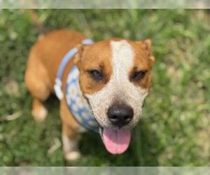 Mutt Dogs for adoption in Tulsa, OK, USA
