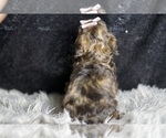 Small #6 YorkiePoo