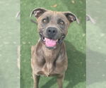 Small Staffordshire Bull Terrier-Weimaraner Mix
