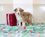 Puppy 2 Miniature Australian Shepherd