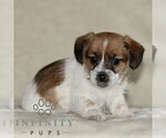 Small #1 Jack Russell Terrier-ShihPoo Mix