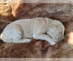 Small Photo #1 Goldendoodle Puppy For Sale in OLATHE, KS, USA