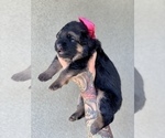 Small #18 German Shepherd Dog