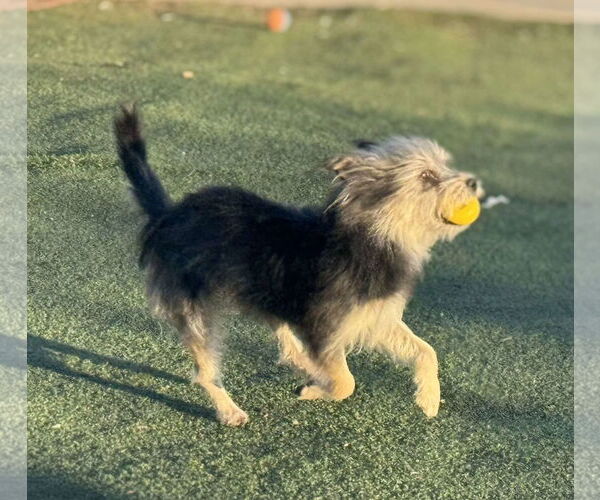 Medium Photo #11 Mutt Puppy For Sale in La Verne, CA, USA