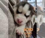 Small Photo #6 Siberian Husky Puppy For Sale in LEHIGHTON, PA, USA