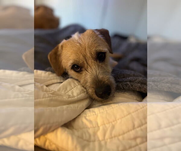 Medium Photo #1 Mutt Puppy For Sale in Sandy, UT, USA