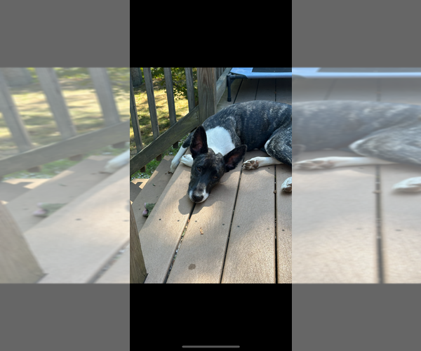 Medium Photo #3 Labrador Retriever-Unknown Mix Puppy For Sale in Brewster, NY, USA