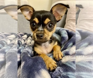 ShiChi Puppy for sale in PLANO, TX, USA
