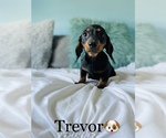 Small Photo #10 Dachshund Puppy For Sale in COOKEVILLE, TN, USA