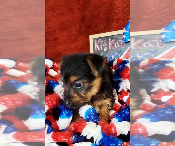 Medium Photo #9 Yorkshire Terrier Puppy For Sale in AKRON, OH, USA