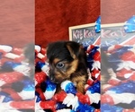 Small #7 Yorkshire Terrier