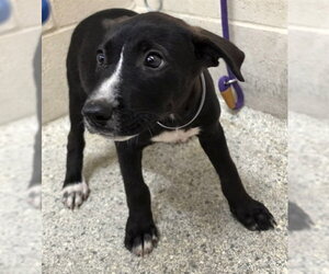 Labrador Retriever-Unknown Mix Dogs for adoption in Conroe, TX, USA