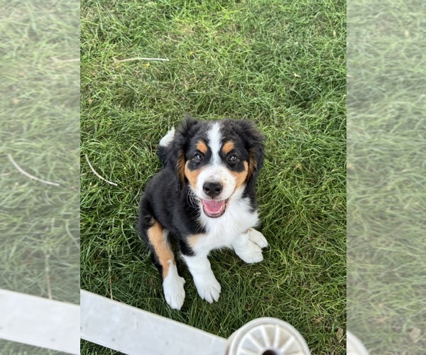 Medium Photo #2 Bernedoodle Puppy For Sale in LONGMONT, CO, USA