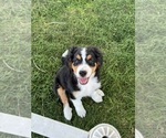 Small #1 Bernedoodle