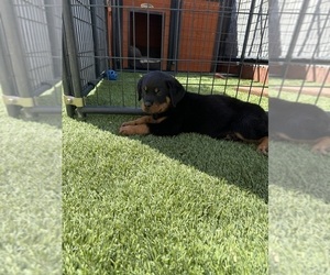 Medium Rottweiler