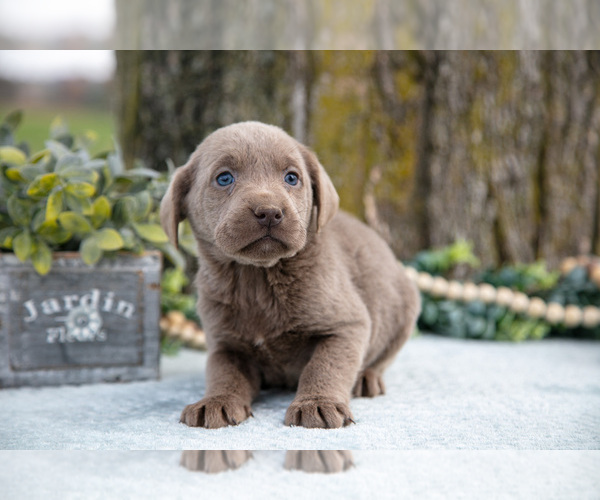 Medium Photo #3 Labrador Retriever Puppy For Sale in HOLMESVILLE, OH, USA