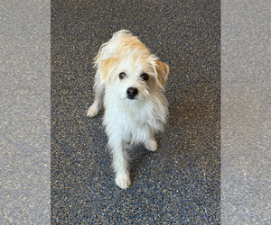 Maltese-Unknown Mix Dogs for adoption in Phoenix, AZ, USA