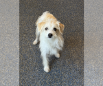 Small Maltese Mix