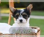 Puppy Faith Biewer Terrier