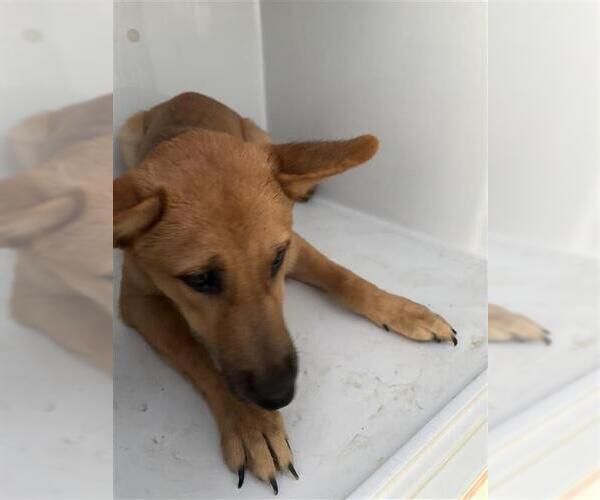 Medium Photo #1 German Shepherd Dog-Unknown Mix Puppy For Sale in Houston, TX, USA