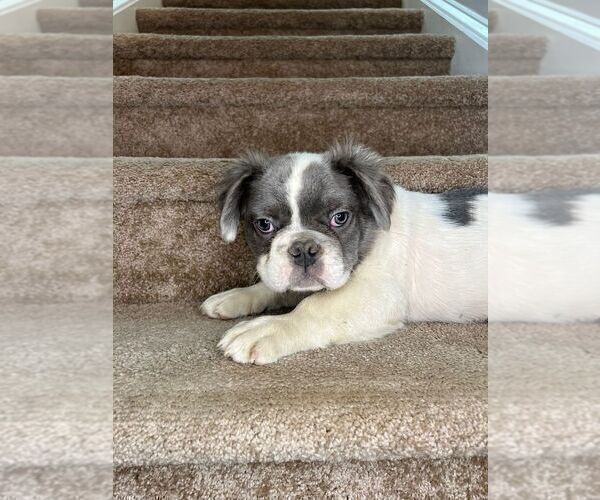 Medium Photo #1 French Bulldog Puppy For Sale in WEST COLUMBIA, SC, USA