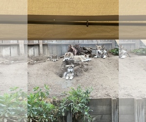 Alaskan Malamute-German Shepherd Dog-Wolf Hybrid Mix Puppy for sale in CITRUS HEIGHTS, CA, USA