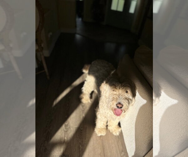 Medium Photo #11 Mutt Puppy For Sale in Sandy, UT, USA